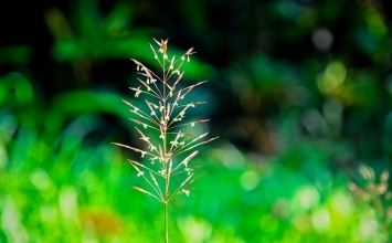 Cỏ dại và dây chùm gửi
